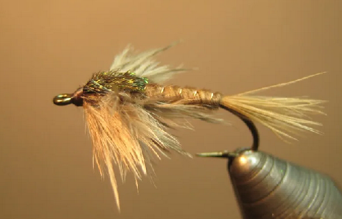 Filoplume Mayfly