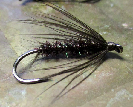 Peacock Spider