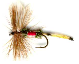 Royal Coachman