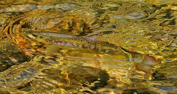 La pesca con Mosca: Orígenes y Evolución