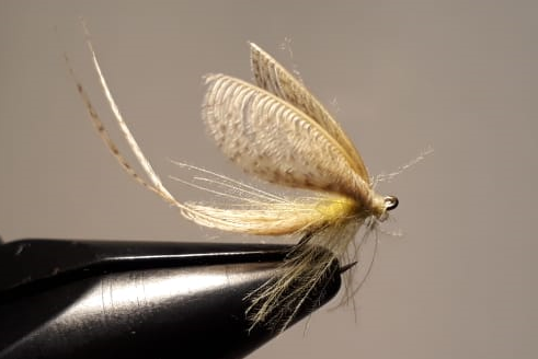 May Fly Wally Wing