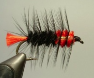 Woolly Worm